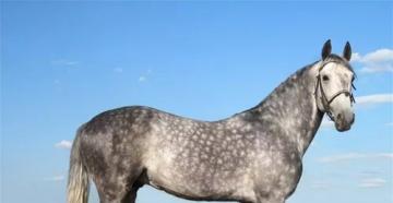 Название и описание самых красивых пород лошадей Шаговая бельгийская лошадь