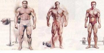 Типы телосложения, фигур мужчин и женщин – эктоморф, мезоморф, эндоморф: отличительные особенности, фото